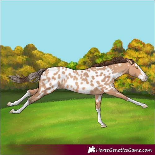 Horse Color:Amber Champagne Splash Appaloosa 