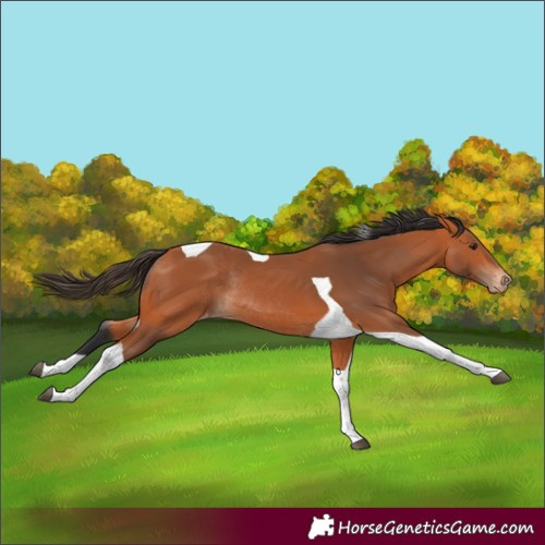 Horse Color:Bay Tobiano Appaloosa Rabicano 