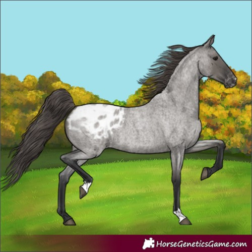 Horse Color:Unknown 