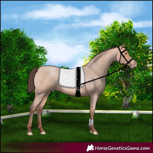 Horse Color:Amber Champagne Roan