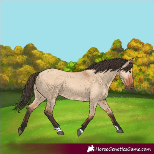 Horse Color:Bay Dun 