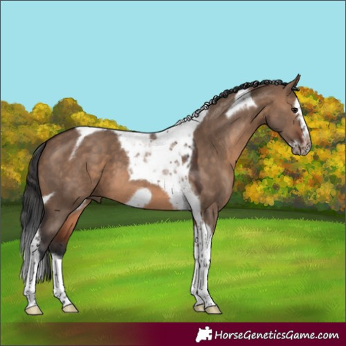 Horse Color:Brown Dun Splash Tobiano Frame 