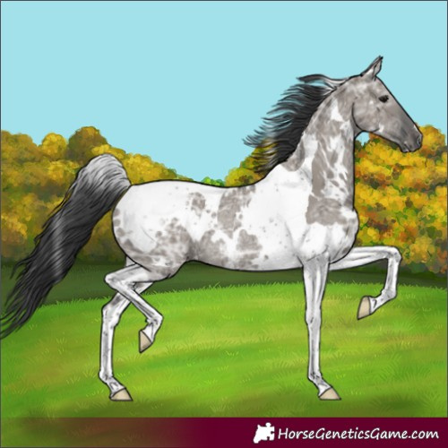 Horse Color:White Spotted Grullo Ice Tobiano Rabicano