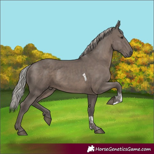 Horse Color:Unknown 