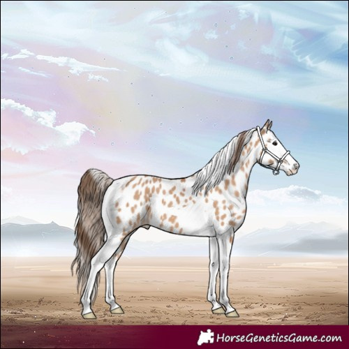 Horse Color:Bay Dun Splash Tobiano Appaloosa