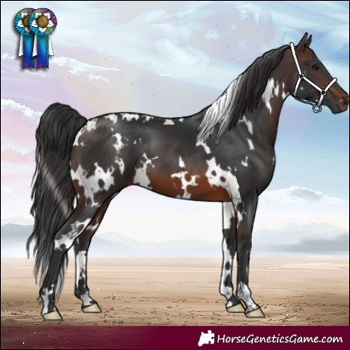 Horse Color:White Spotted Brown