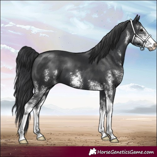 Horse Color:Black Sabino