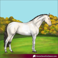 Horse Color:Buckskin Roan Dun Tobiano