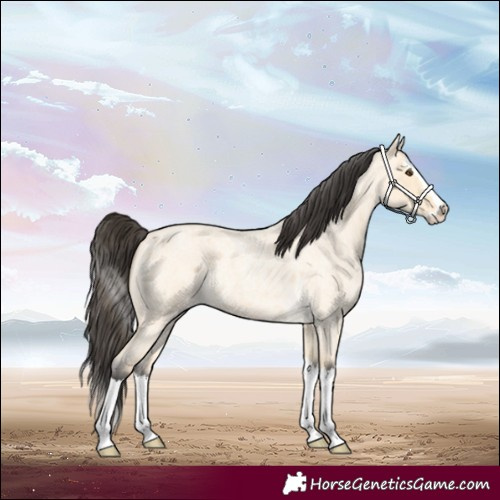 Horse Color:Buckskin Roan Dun Splash