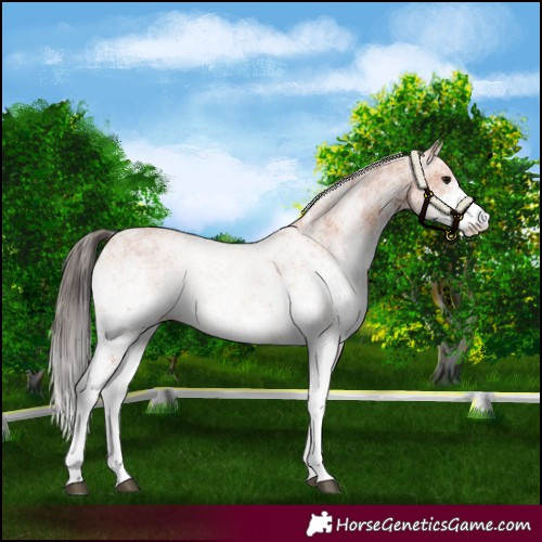 Horse Color:White Spotted Bay