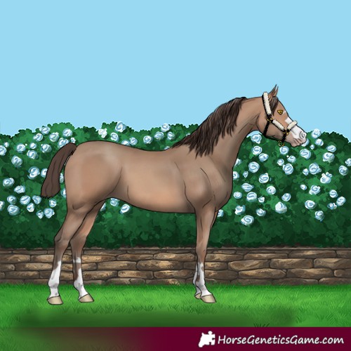 Horse Color:Amber Champagne 
