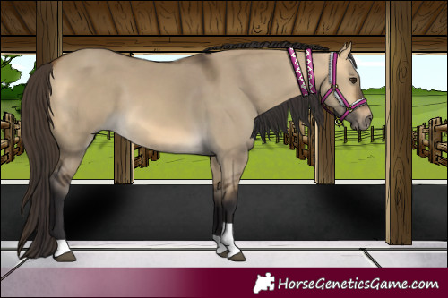 Horse Color:Buckskin Dun Tobiano