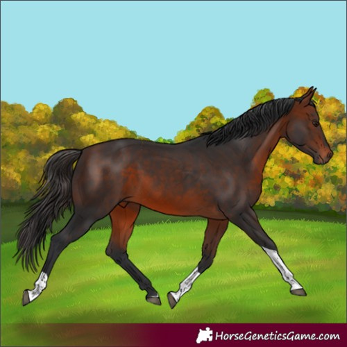 Horse Color:Bay Tobiano 