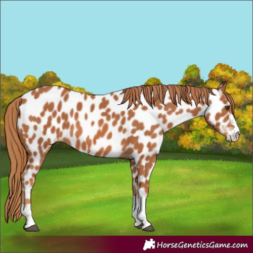 Horse Color:Chestnut Appaloosa
