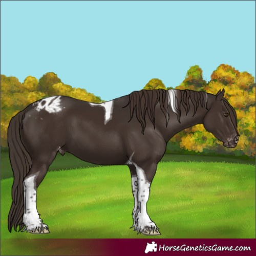Horse Color:Liver Chestnut Tobiano Appaloosa