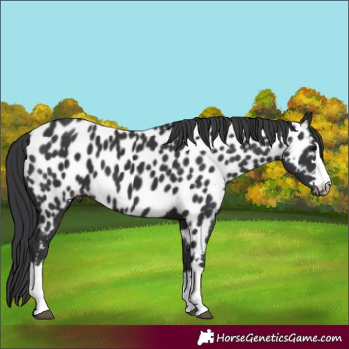 Horse Color:Black Appaloosa 
