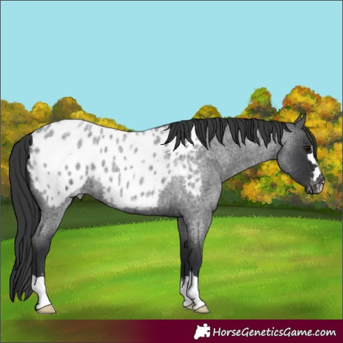 Horse Color:Blue Roan Near Leopard 