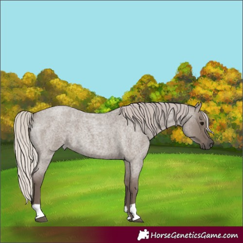 Horse Color:Silver Grullo Roan