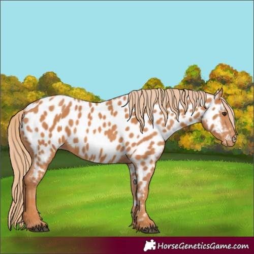 Horse Color:Chestnut Appaloosa
