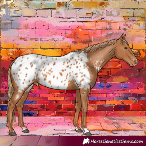 Horse Color:Chestnut Near Leopard