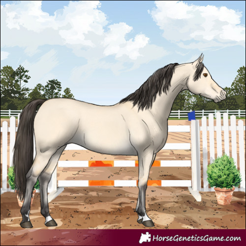 Horse Color:Buckskin Dun