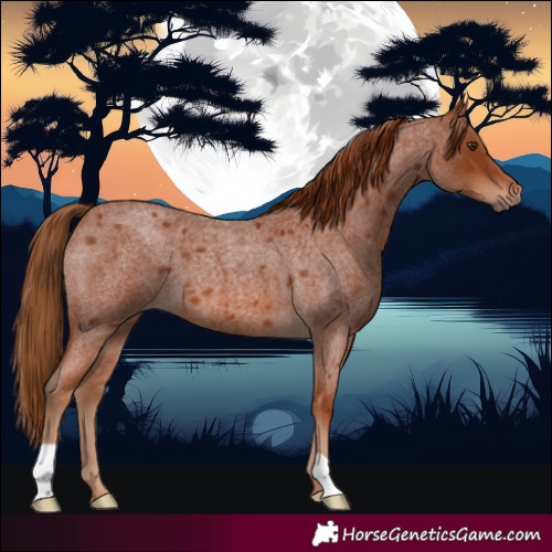 Horse Color:Red Roan