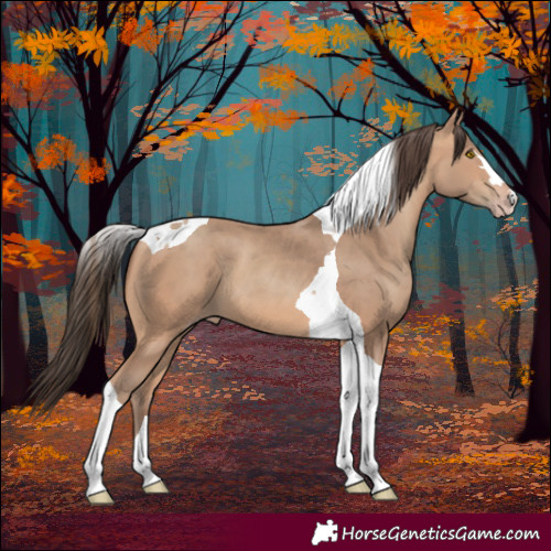 Horse Color:Amber Champagne Tobiano
