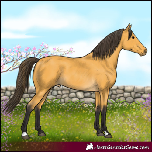 Horse Color:Buckskin Rabicano 
