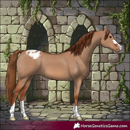 Horse Color:Red Dun Varnish