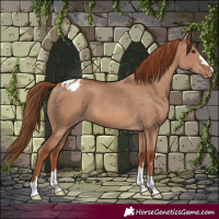 Horse Color:Red Dun Varnish 