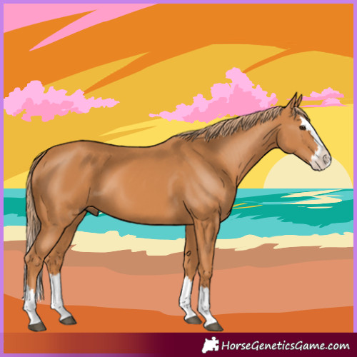 Horse Color:Chestnut Splash