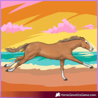 Horse Color:Chestnut Splash 
