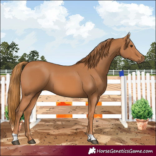 Horse Color:Chestnut 