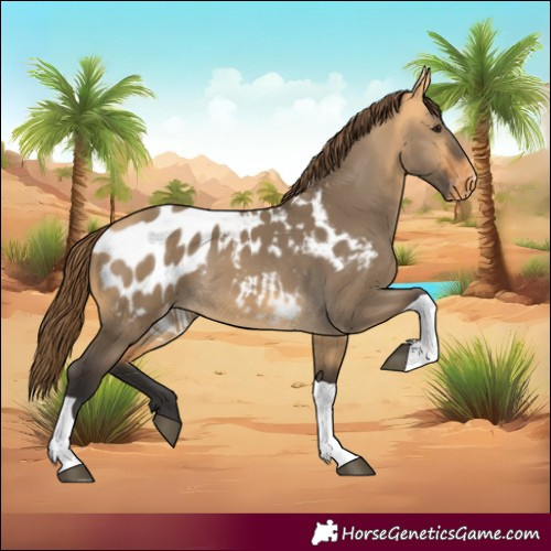 Horse Color:Buckskin Dun Tobiano Appaloosa