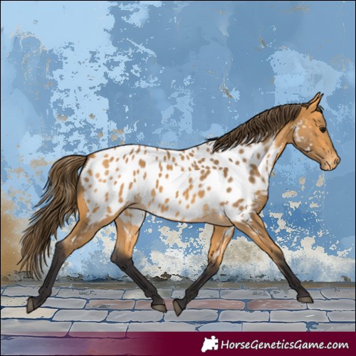 Horse Color:Buckskin Appaloosa