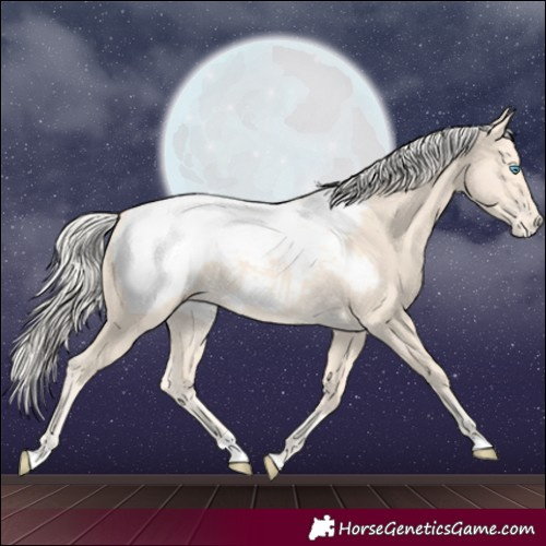 Horse Color:Cremello Appaloosa