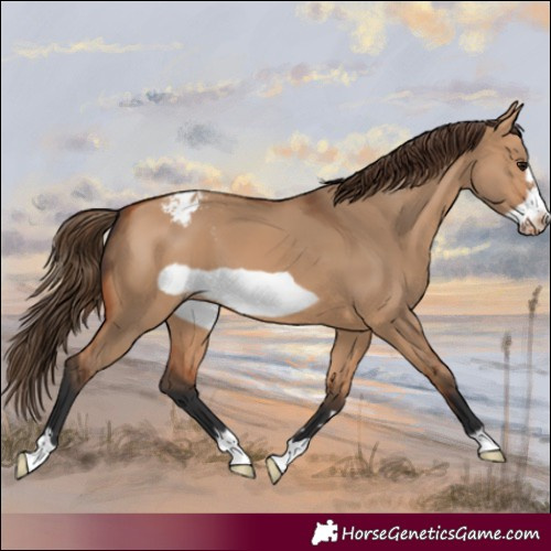 Horse Color:Bay Dun Frame Blanket