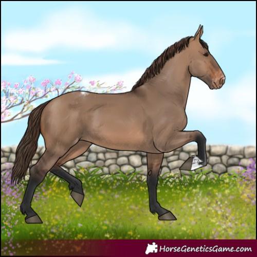 Horse Color:Brown Dun Appaloosa 