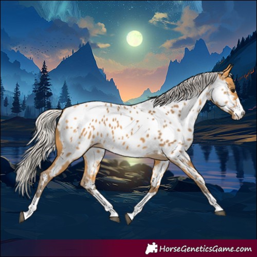 Horse Color:Silver Buckskin Appaloosa
