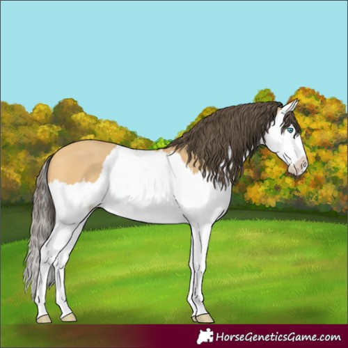 Horse Color:Amber Cream Champagne Splash 