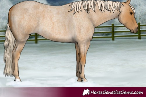 Horse Color:Palomino Roan 