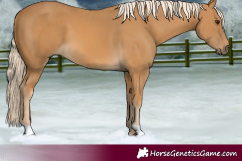 Horse Color:Palomino 