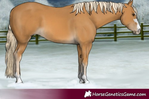 Horse Color:Palomino 