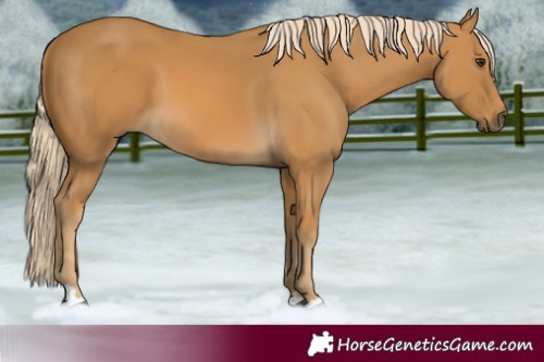 Horse Color:Palomino 