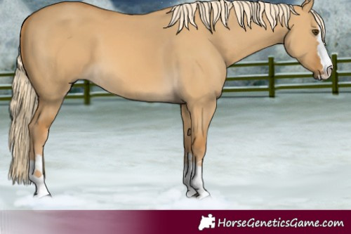 Horse Color:Palomino Dun