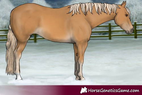 Horse Color:Palomino 