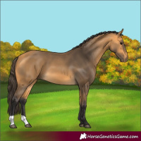 Horse Color:Buckskin