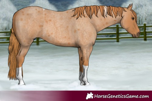 Horse Color:Red Roan Tobiano 