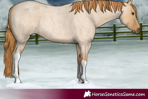 Horse Color:Red Dun Roan Tobiano 