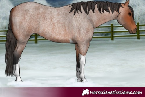 Horse Color:Bay Roan Tobiano 